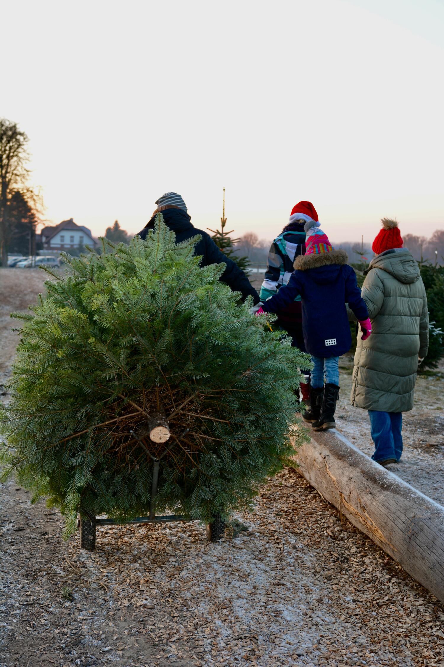 Hof Püning Everswinkel Tannenbaum