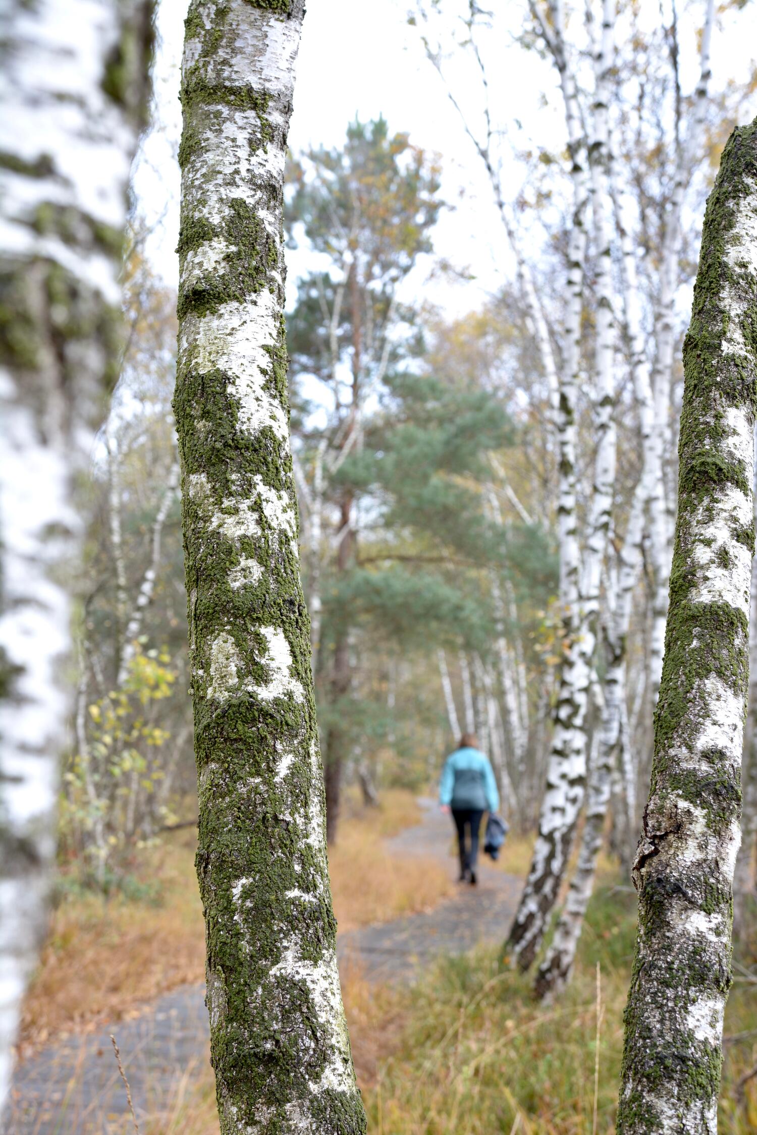 Wanderer im Venner Moor