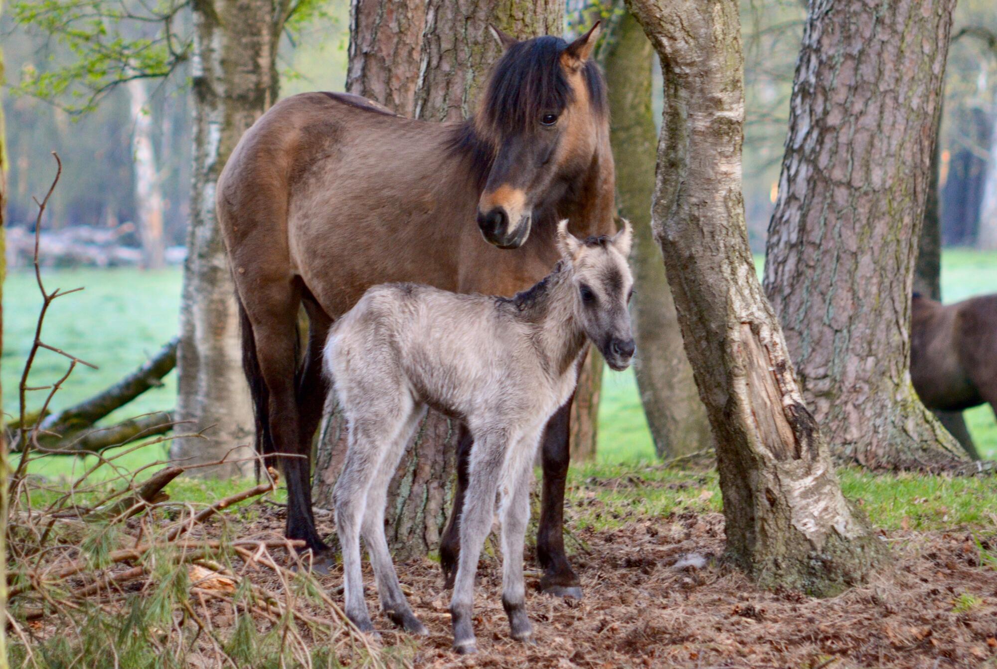 Fohlen und Mutter im Merfelder Bruch