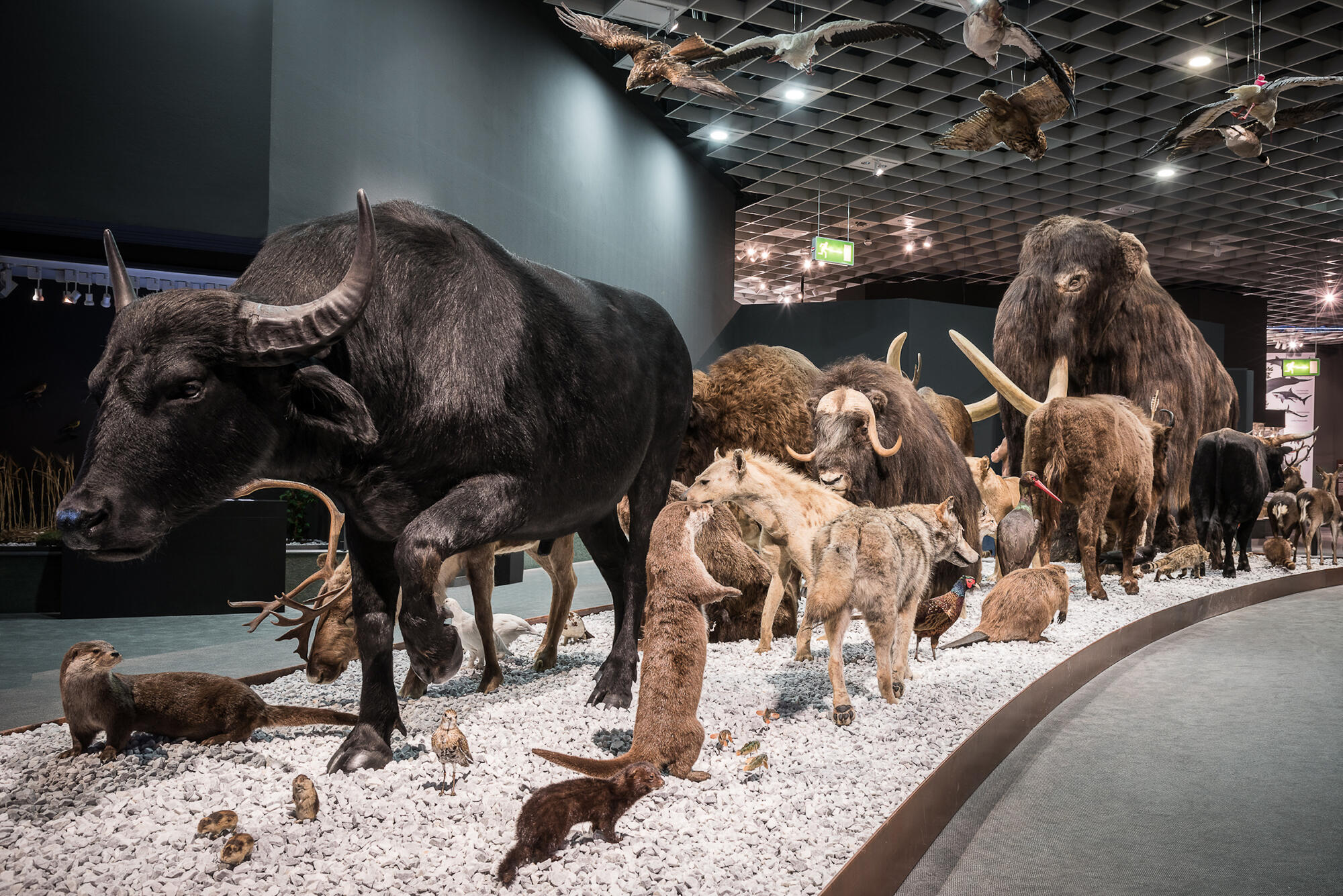 Artenkarawane im LWL-Museum für Naturkunde