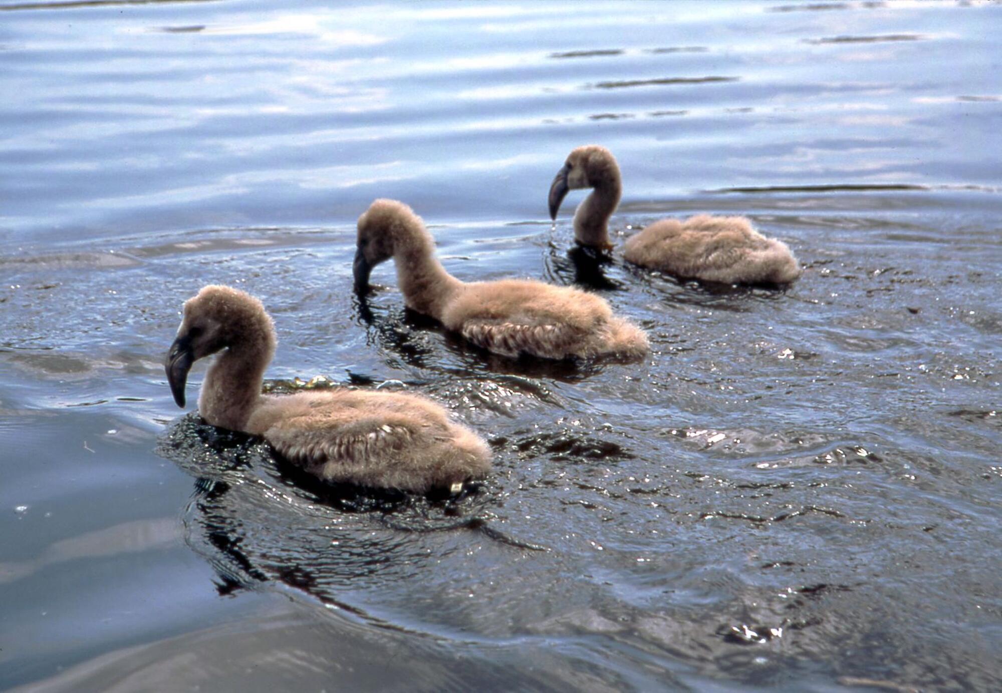 Flamingo-Babys im Zwillbrocker Venn