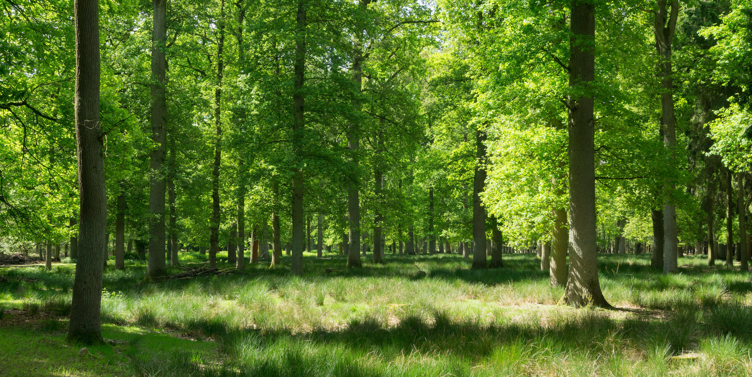 Wald im Frühling