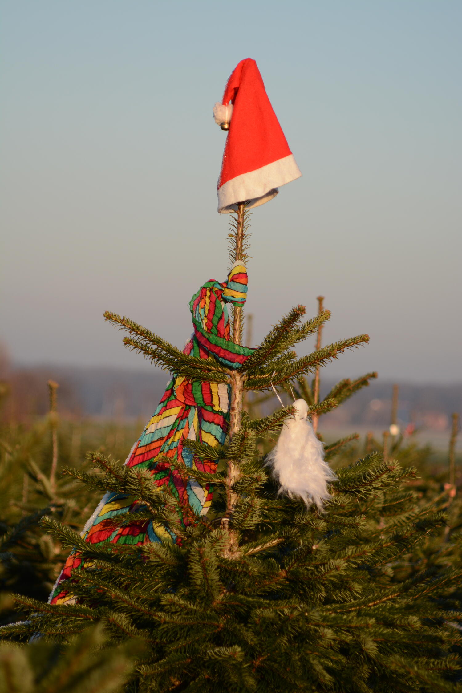 Hof Püning Everswinkel Tannenbaum