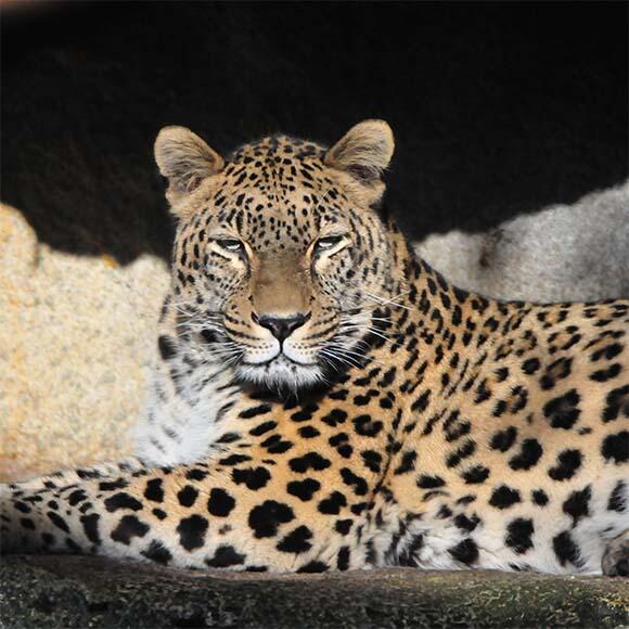 Gepard im Allwetterzoo Münster