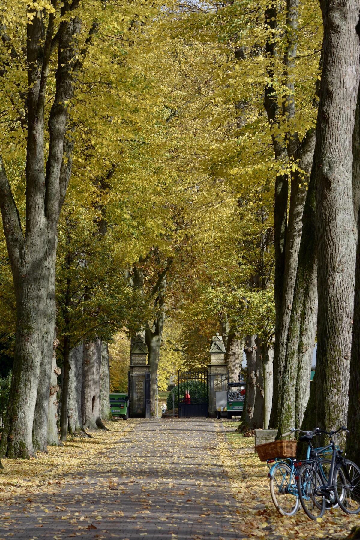 Allee auf dem Zentralfriedhof