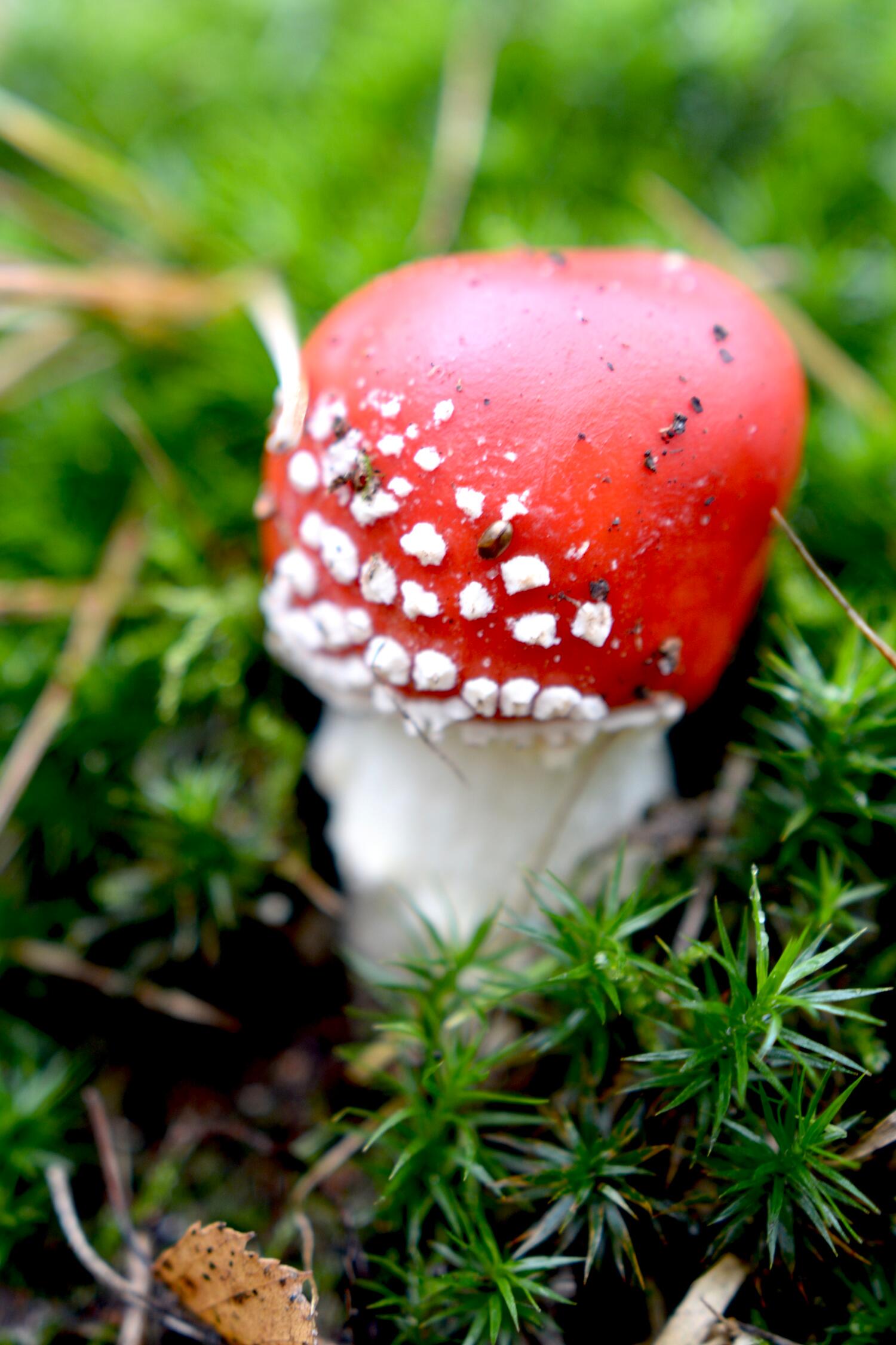 Pilz am Venner Moor