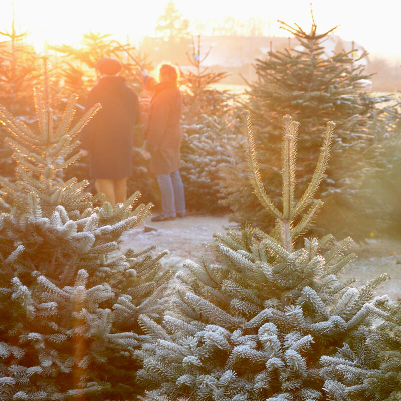 Hof Püning Everswinkel Tannenbaum