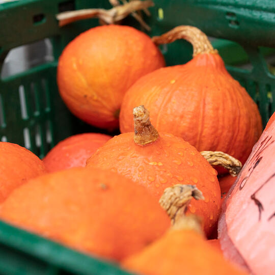 Kürbis vom Marktstand Thöben