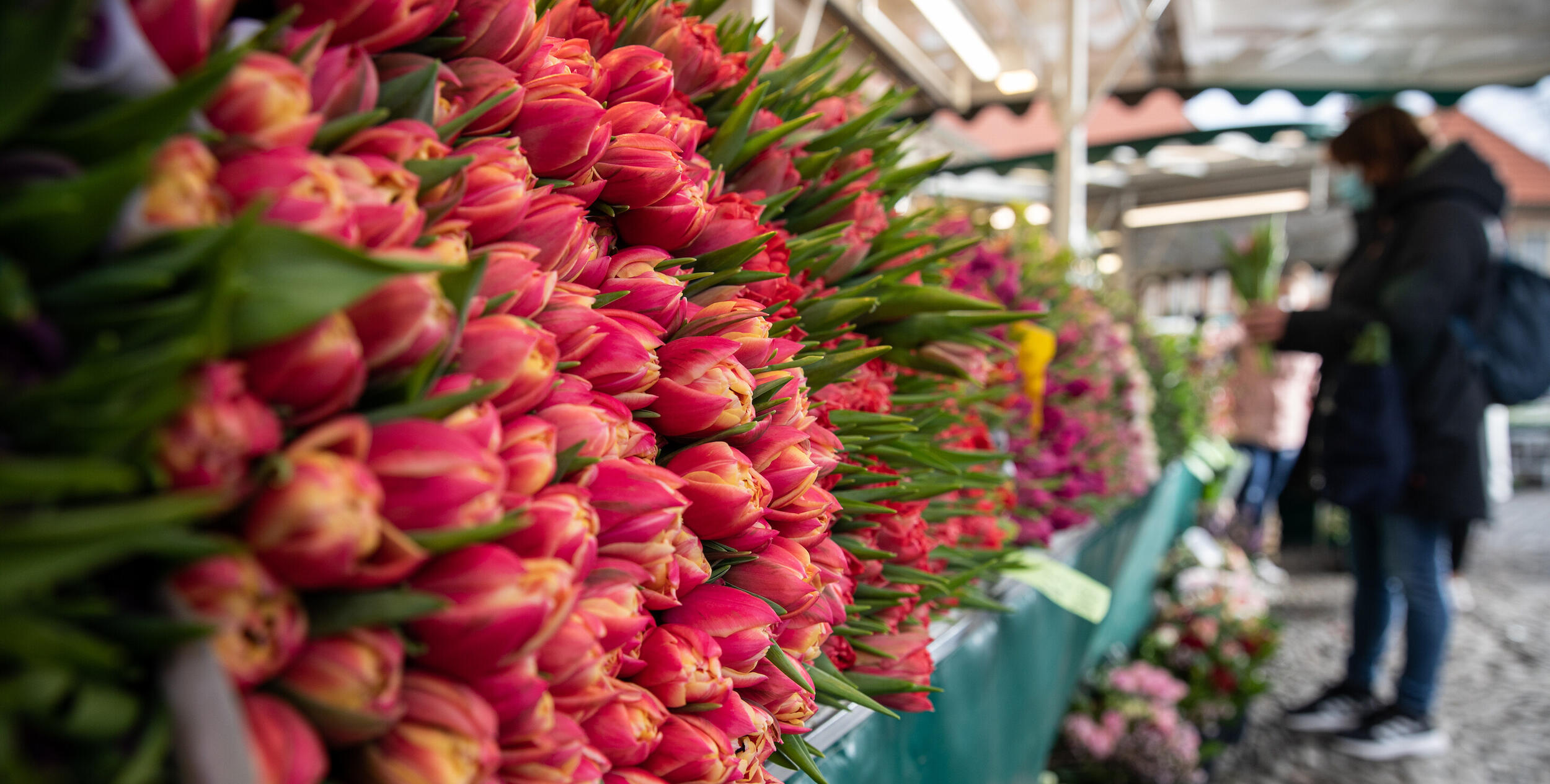 27 Sorten Tulpen auf Münsters Wochenmarkt