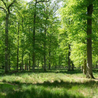 Wald im Frühling