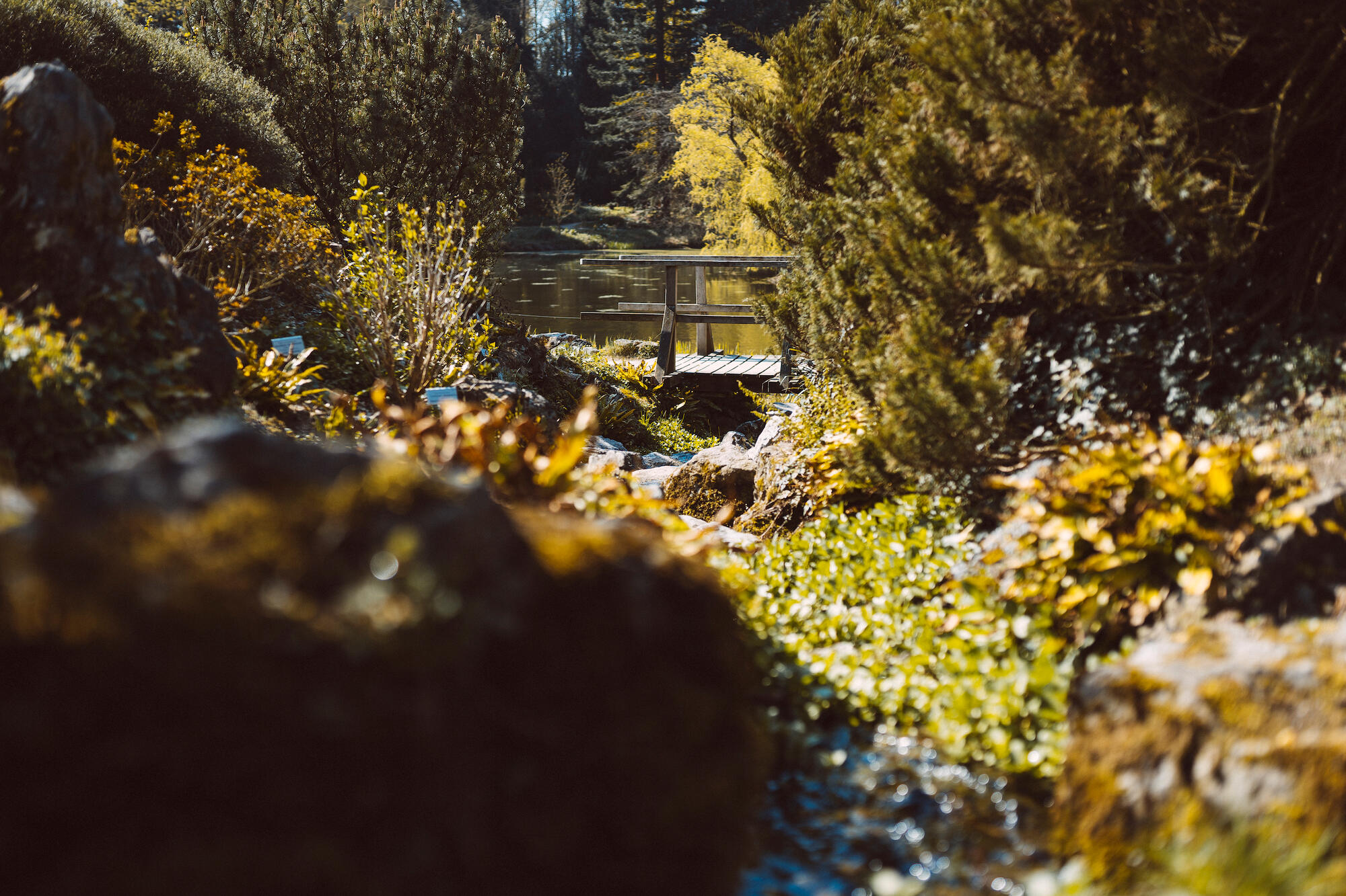 Brücke in der Parkanlage des botanischen Gartens