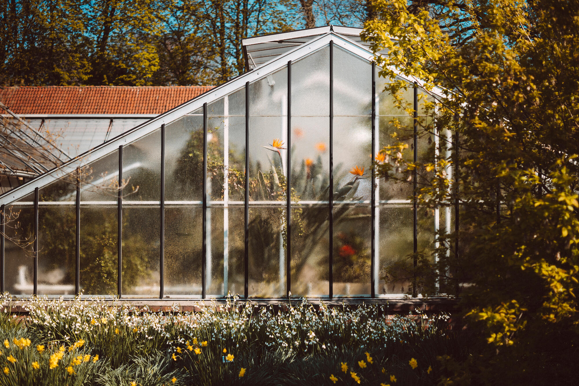 Ein Gewächshaus im Botanischen Garten