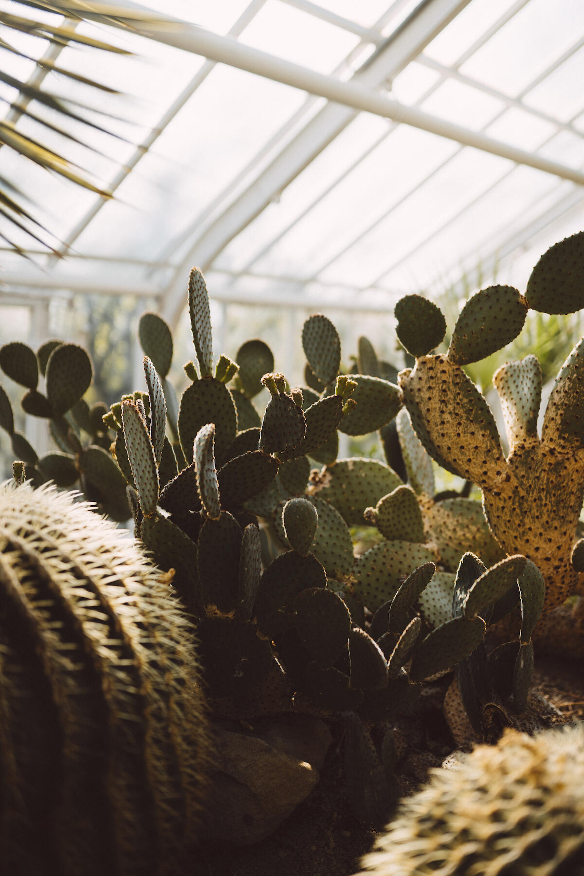 Kakteen im botanischen Garten