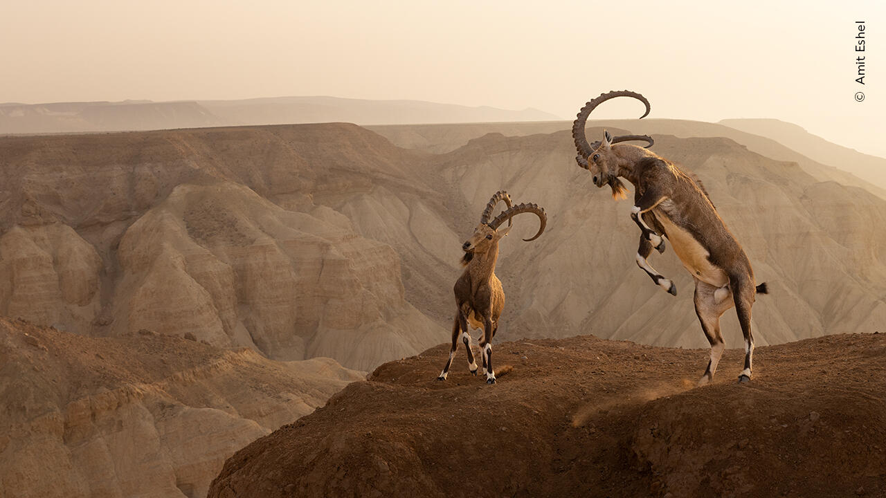 Wildlife Photographer of the Year Allwetterzoo Münster