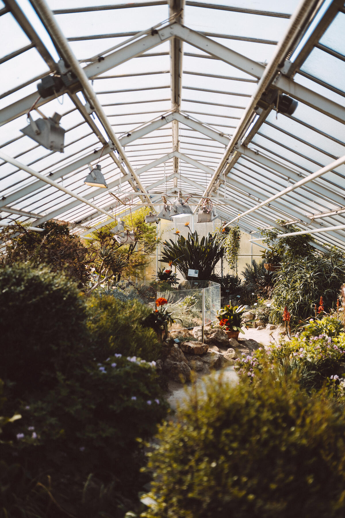 Im Gewächshaus des botanischen Gartens