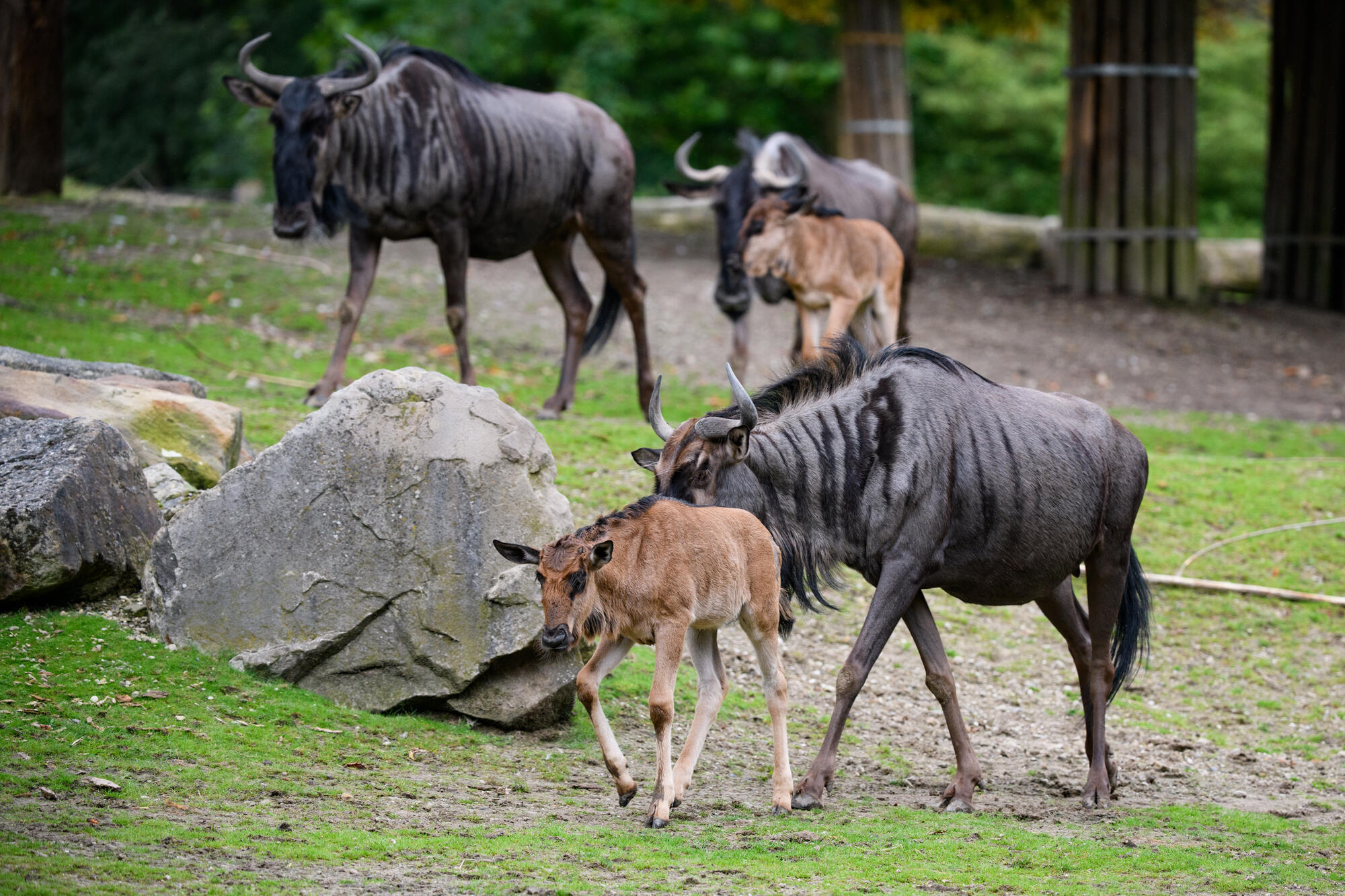 Gnus im Allwetterzoo Münster