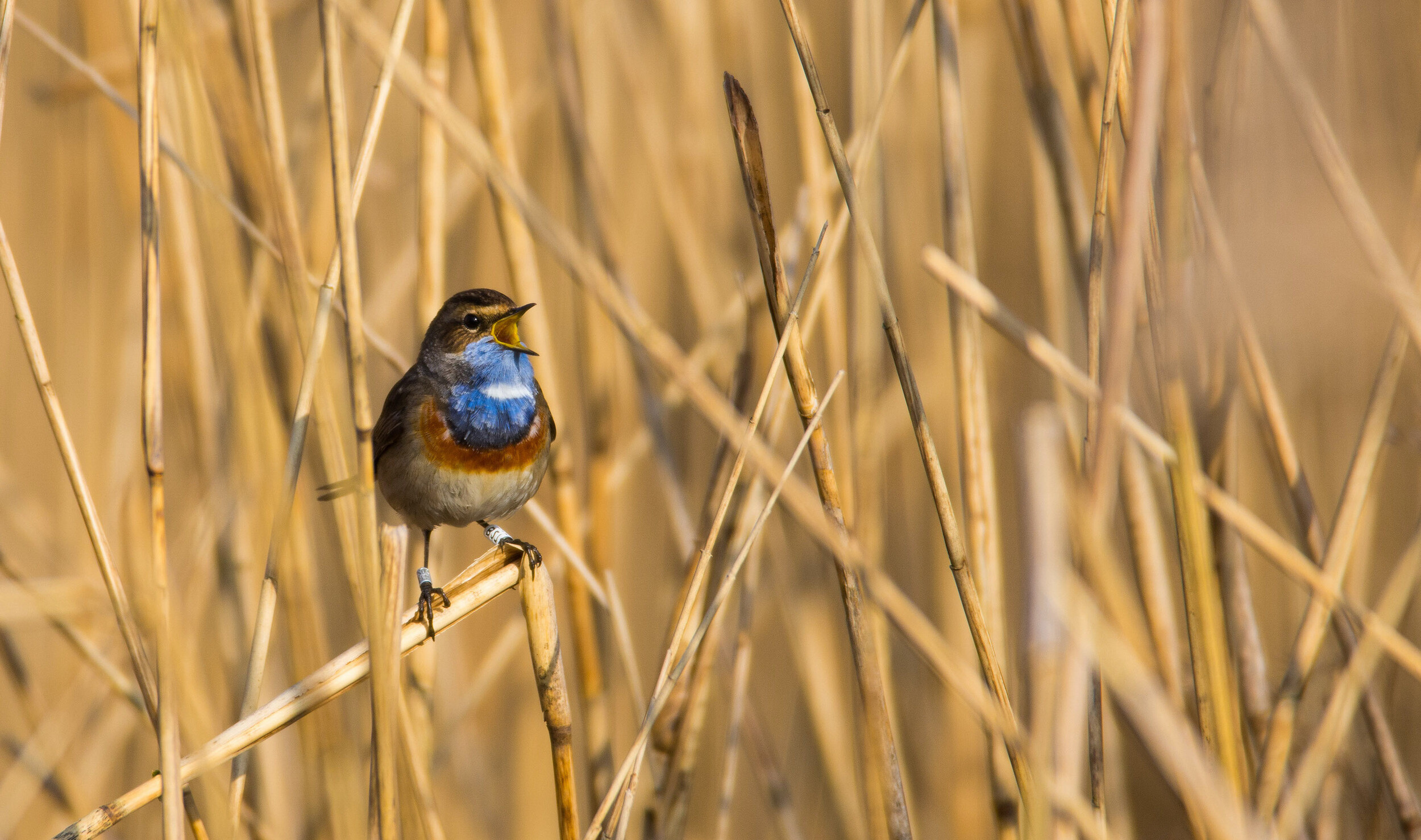 Das Blaukehlchen, das in den Rieselfeldern im Schilf brütet.