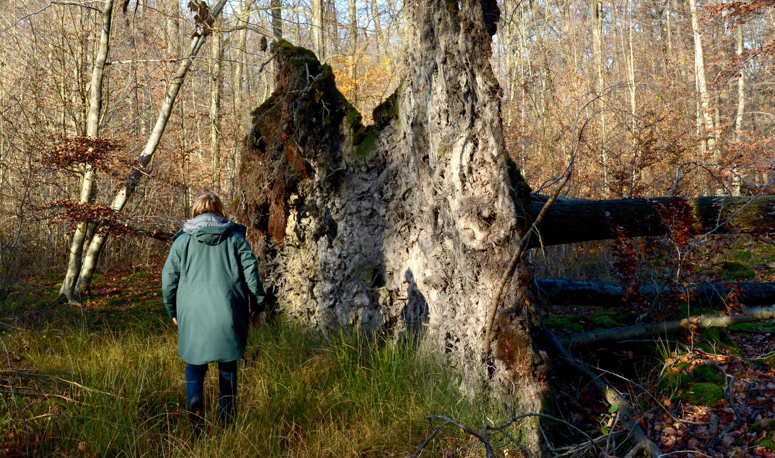 Tour durch den Wolbecker Tiergarten