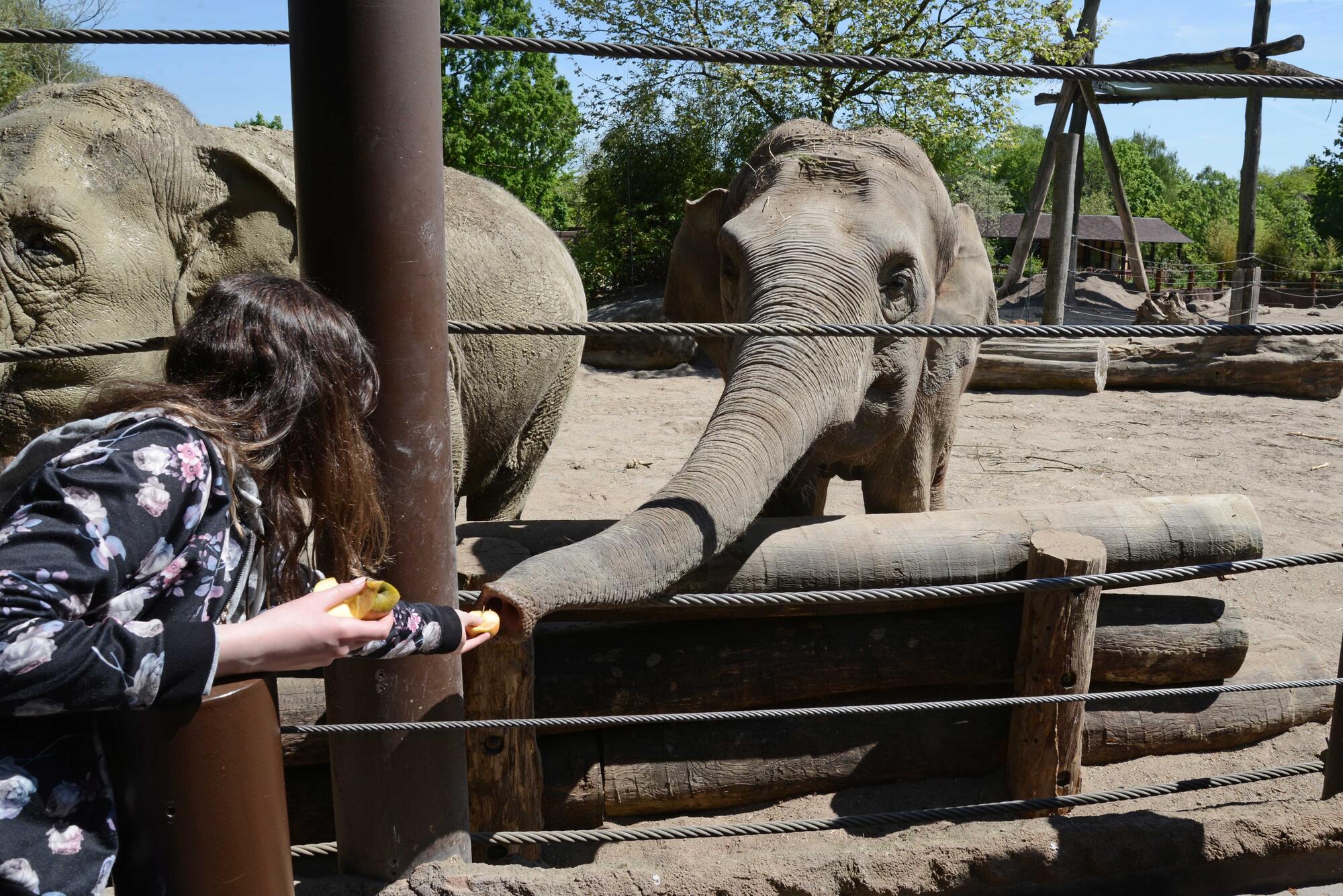 Elefantenfütterung im Allwetterzoo Münster