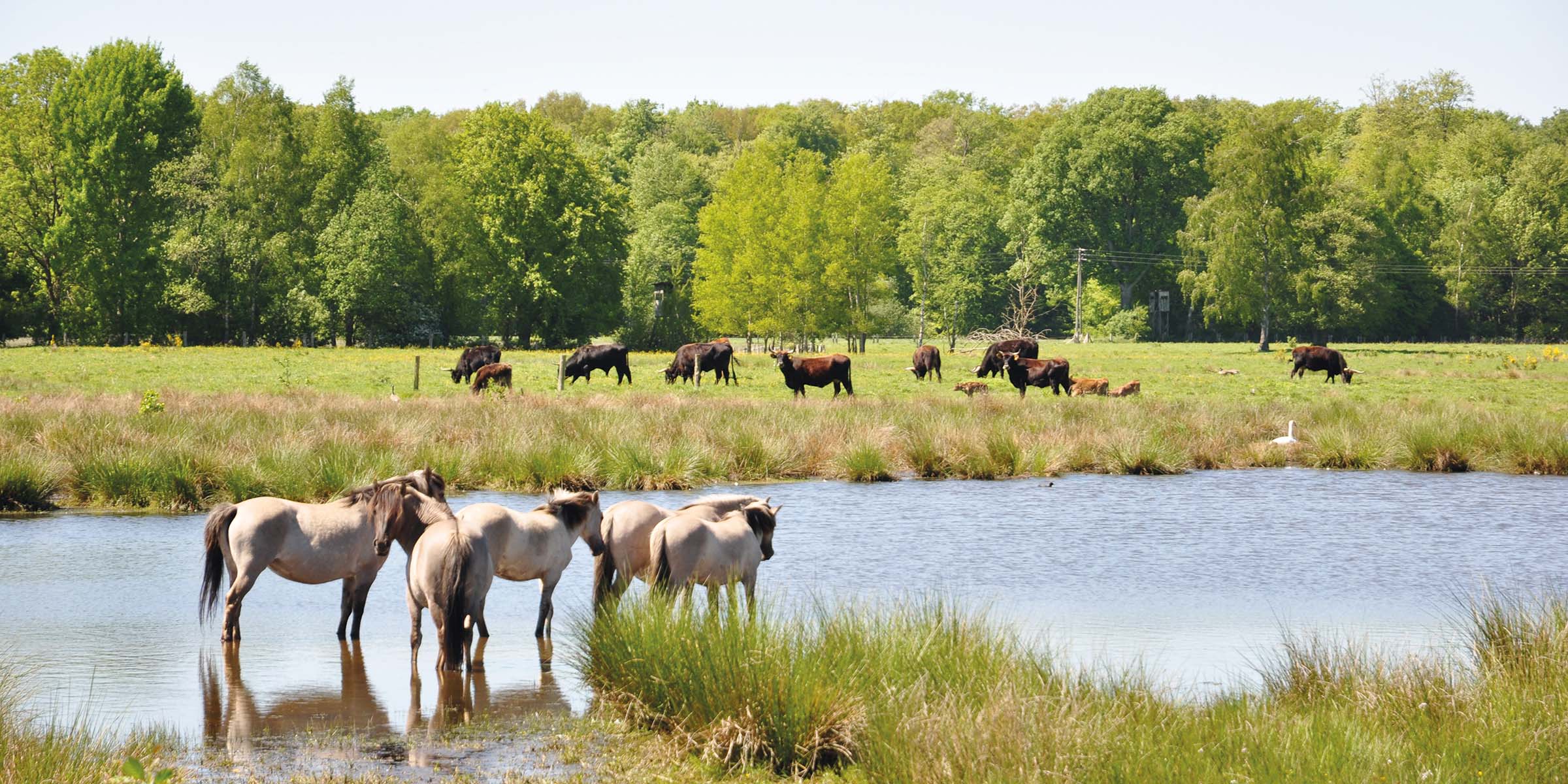 Wildes Münsterland