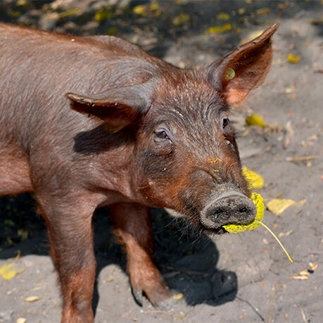 Junges Ibérico-Schwein im Herbstlaub