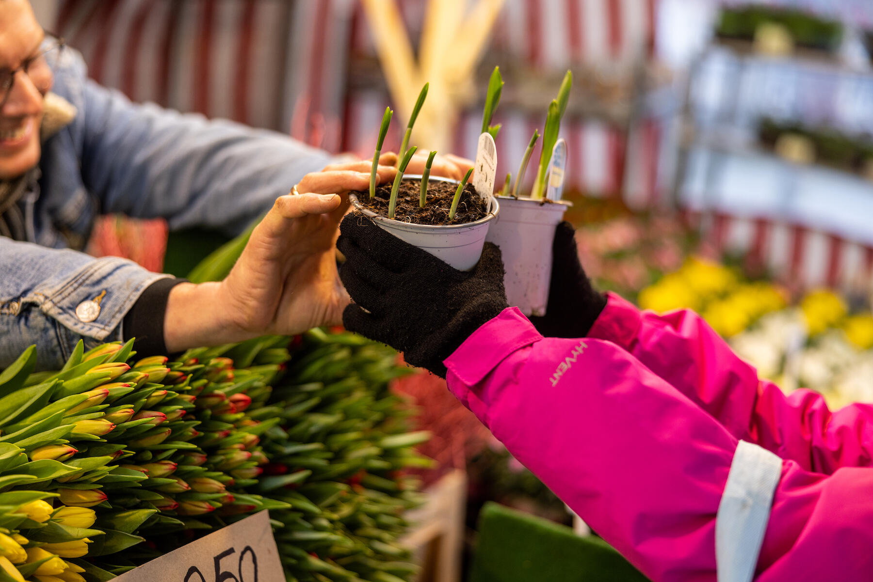 Blumenstand auf dem Wochenmarkt Münster