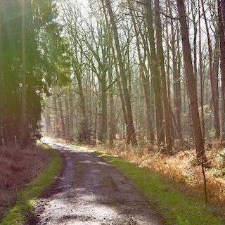 Waldweg in Münster