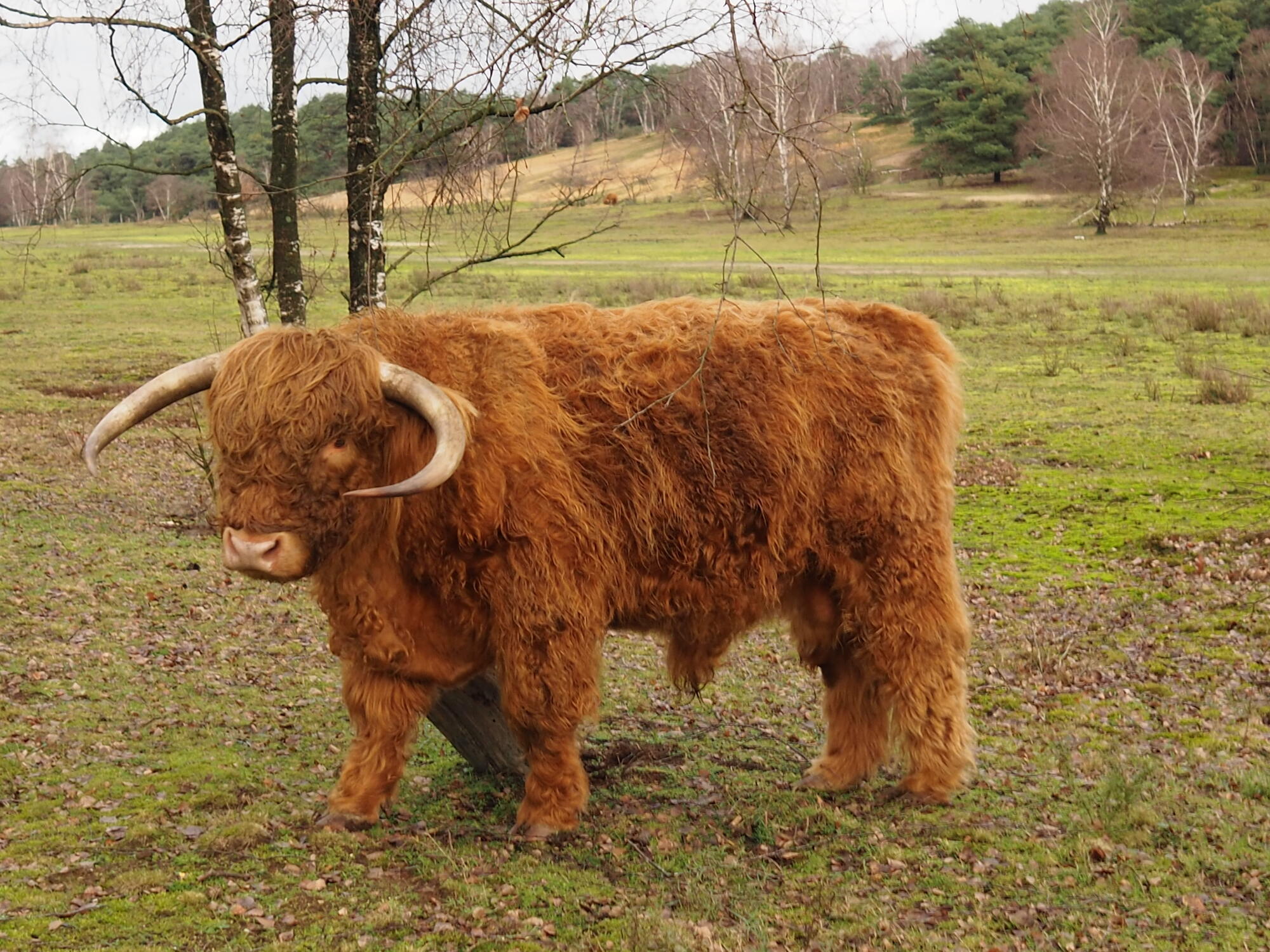 Fliegerberg, Schottisches Highlandrind