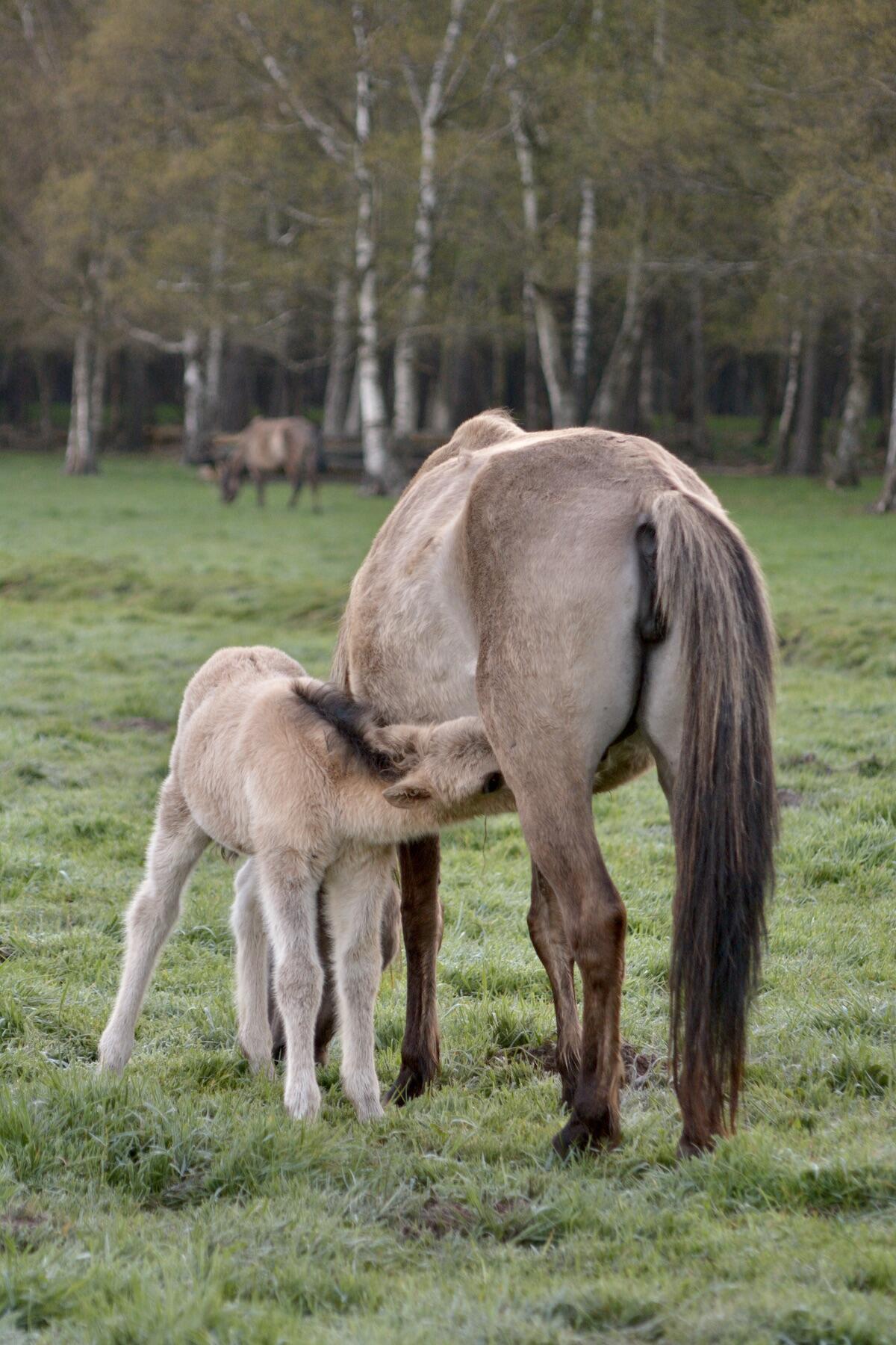 Fohlen und Mutter im Merfelder Bruch