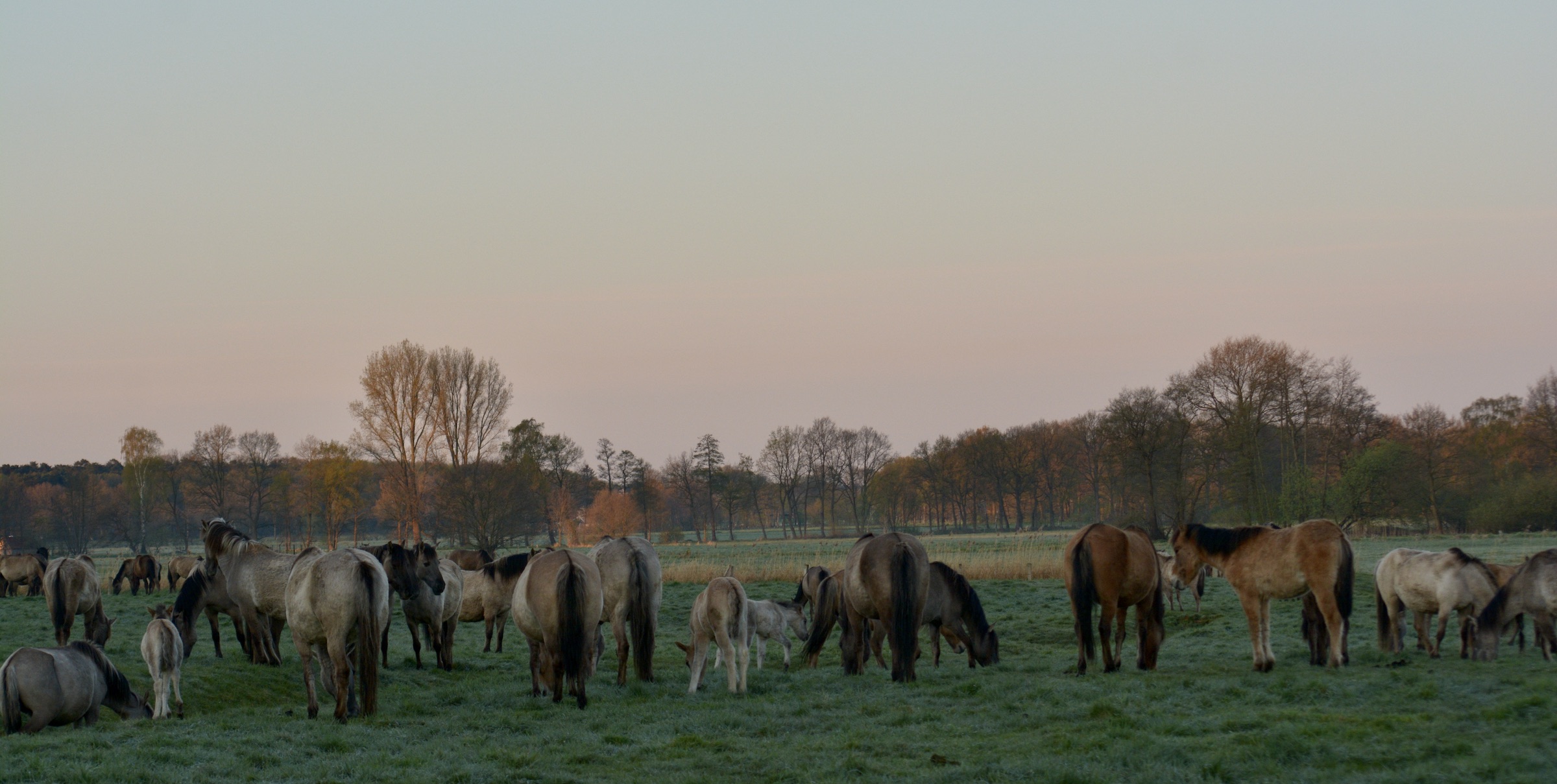 Wildpferde im Merfelder Bruch