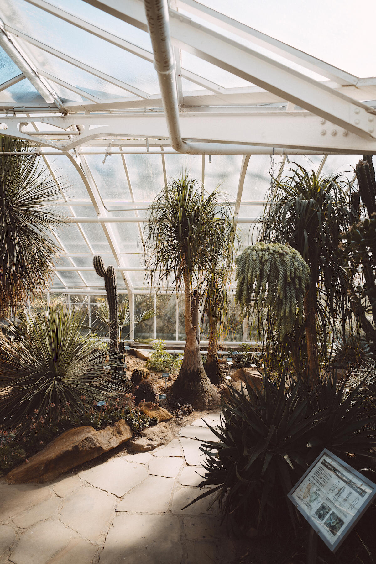 Palmen im Gewächshaus des botanischen Gartens