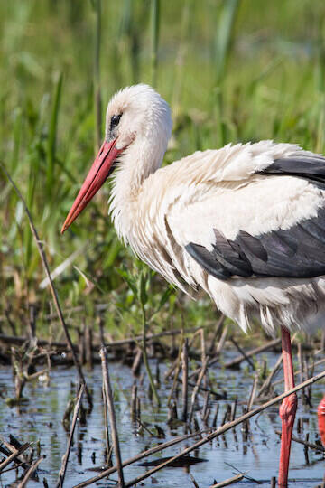 Storch in den Rieselfeldern