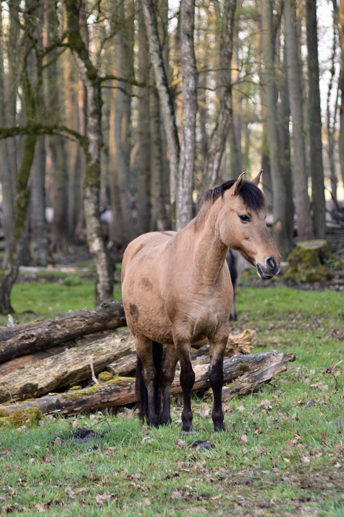 Wildpferd im Merfelder Bruch