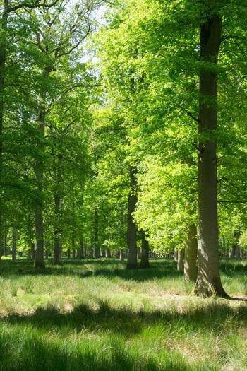 Waldwandern auf dem Hohe Mark Steig