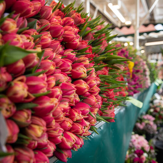 27 Sorten Tulpen auf Münsters Wochenmarkt