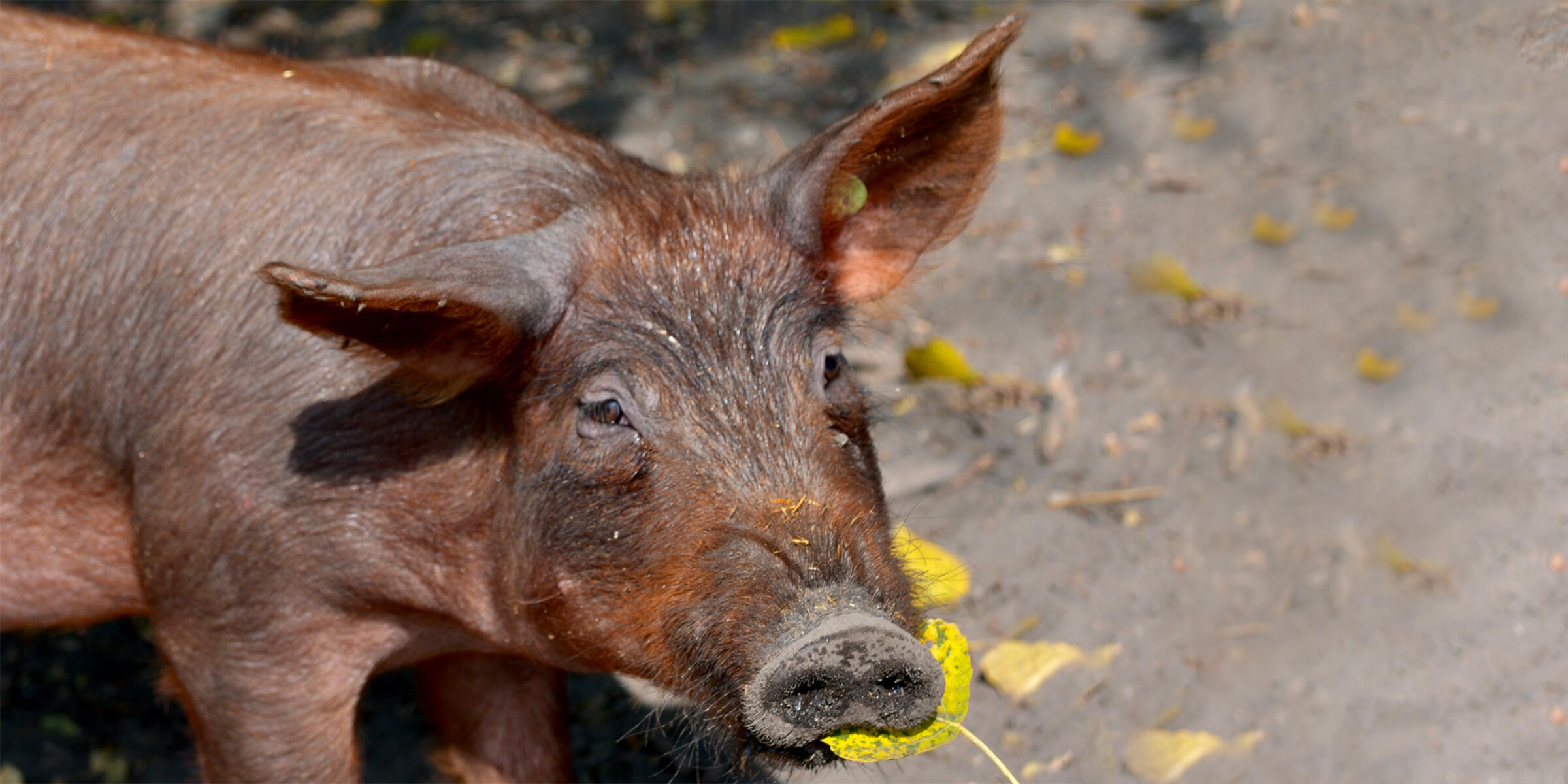 Junges Ibérico-Schwein im Herbstlaub