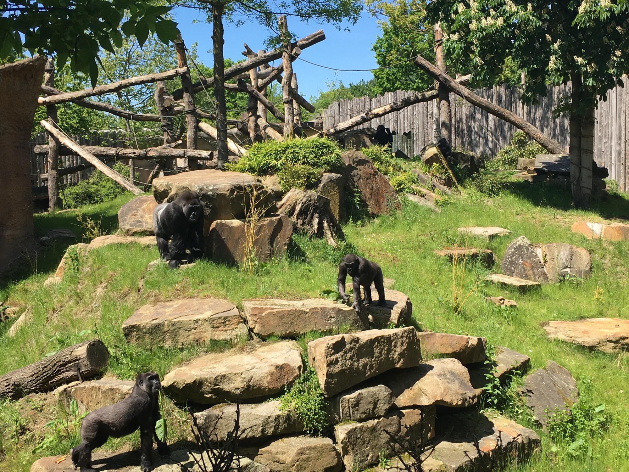 Gorillas im Allwetterzoo