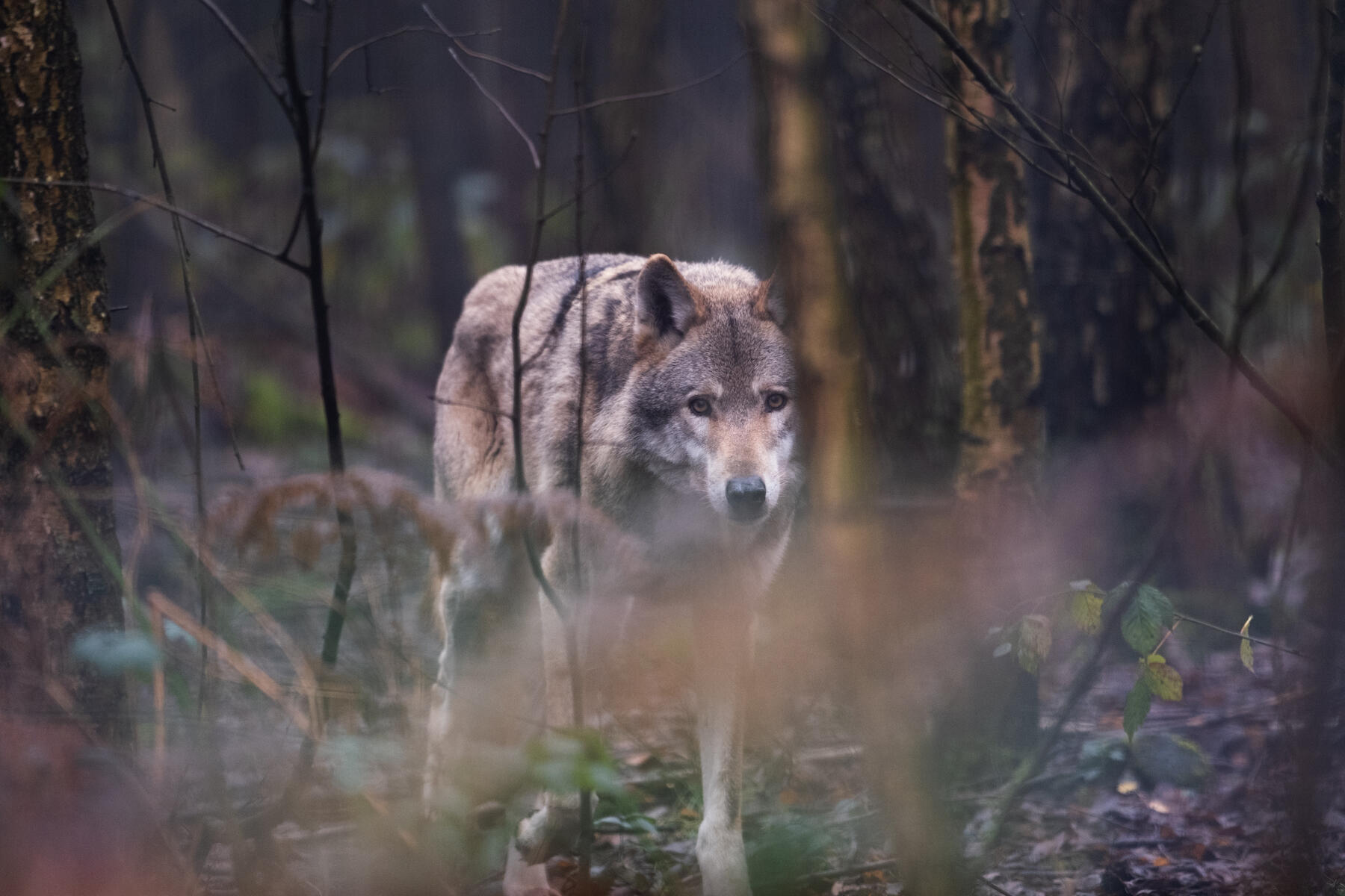 Wolf im Wildpark Granat