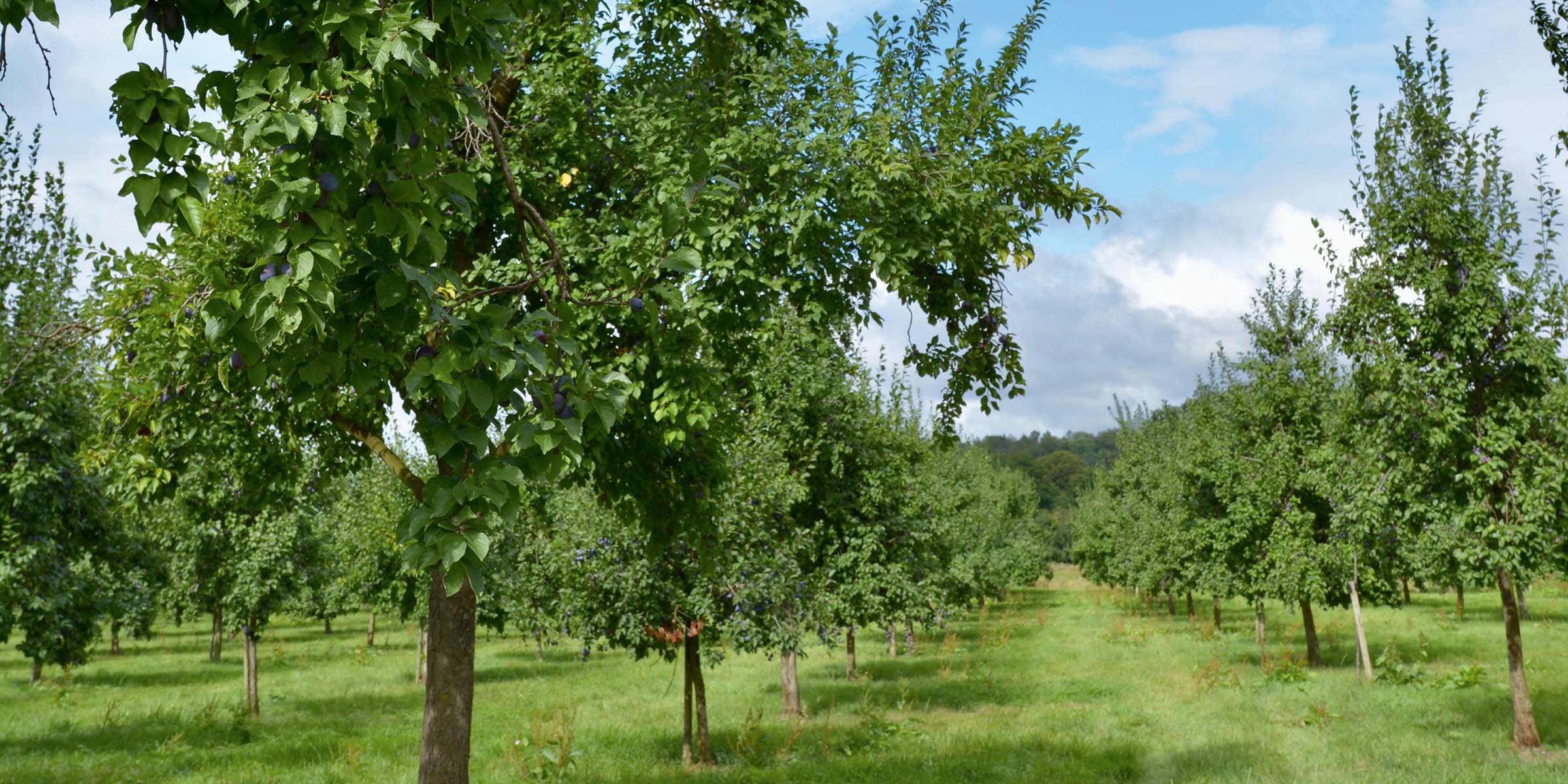 Pflaumenbäume in Stromberg