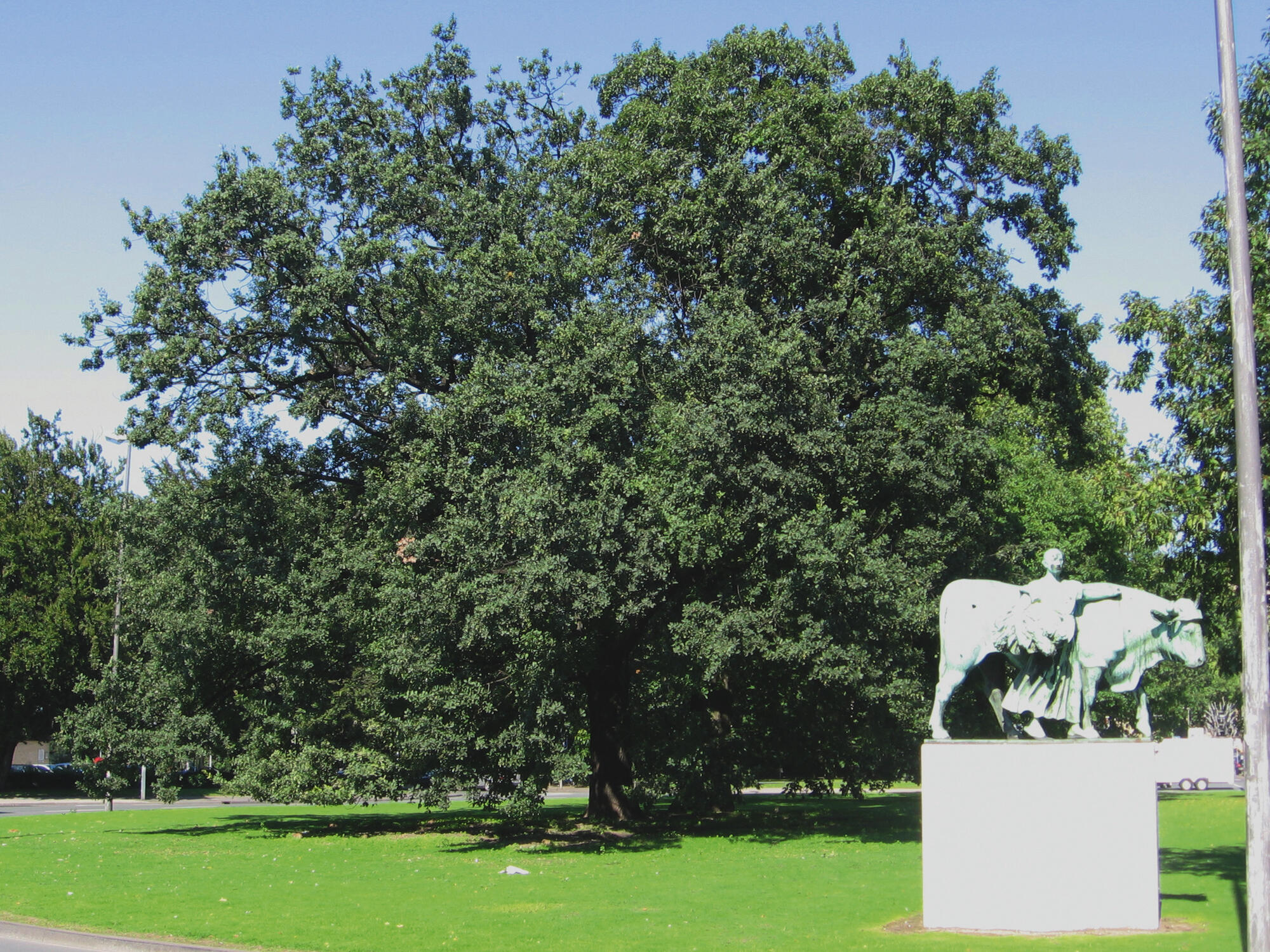 Eichen am Ludgeriekreisel in Münster