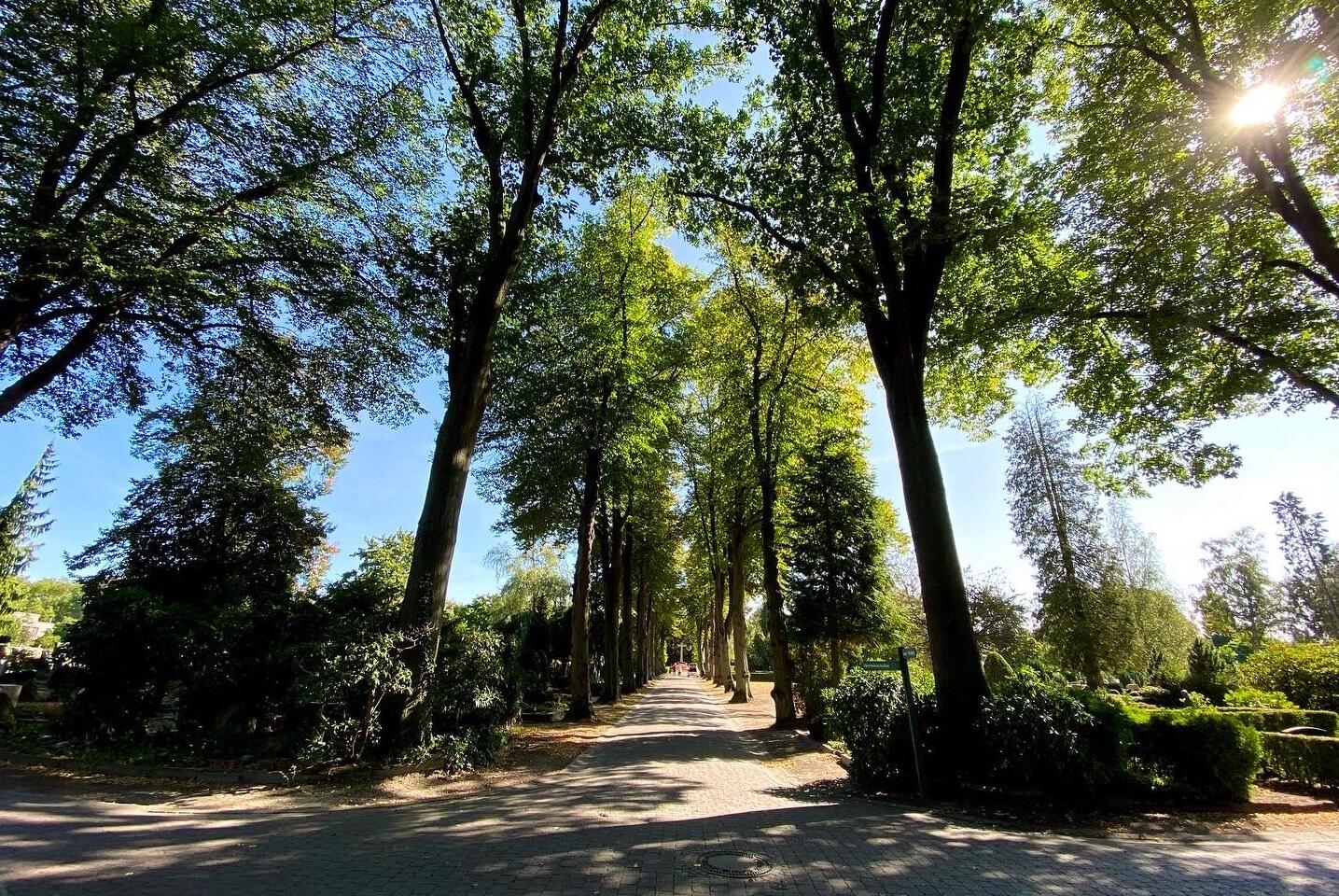 Sommerlinden auf dem Zentralfriedhof