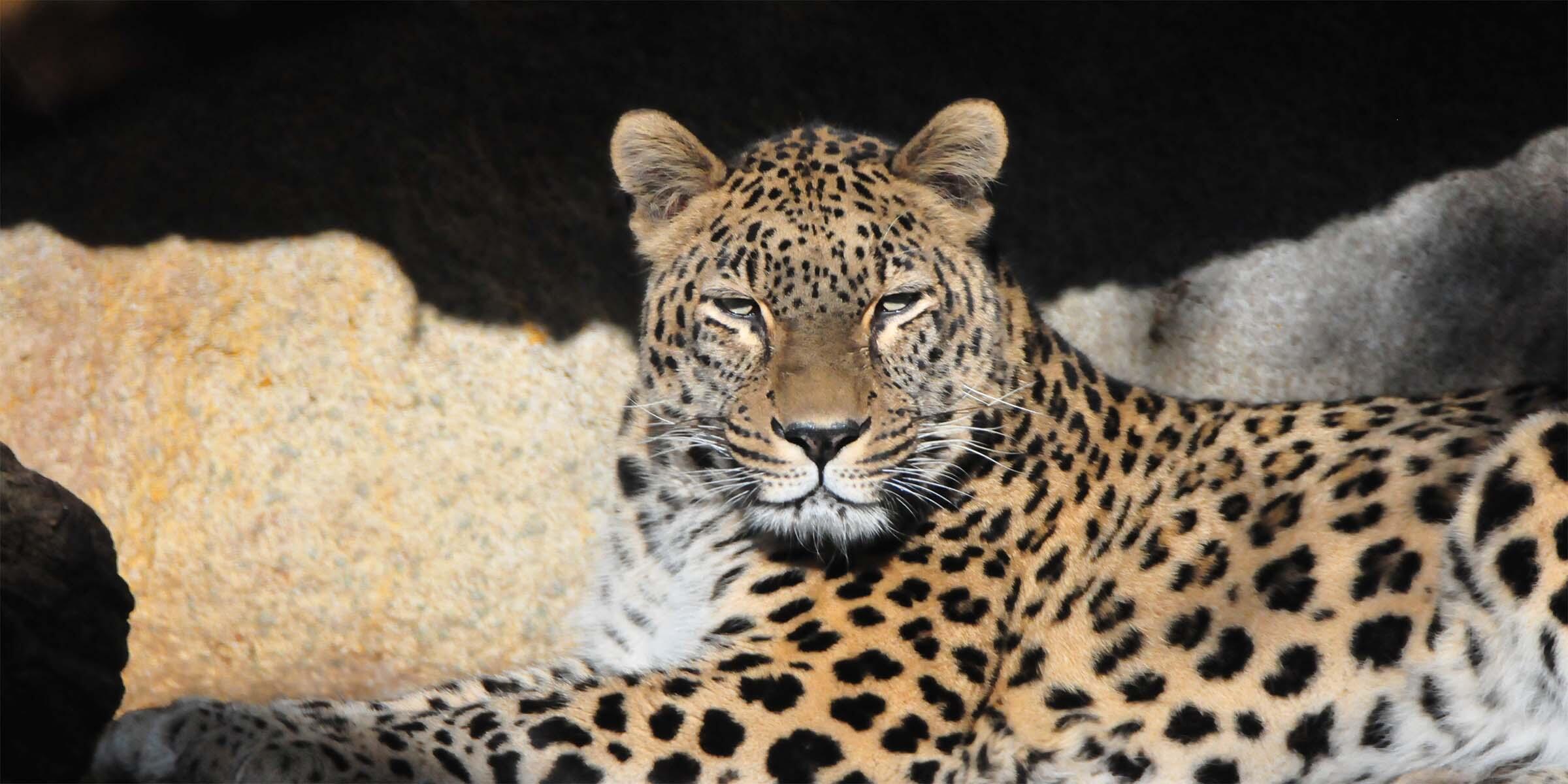 Gepard im Allwetterzoo Münster