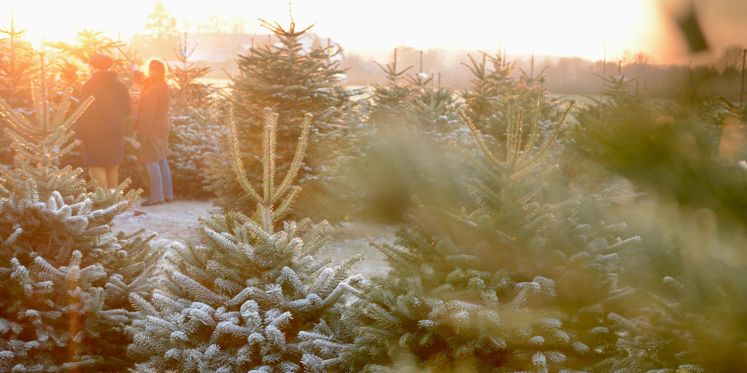 Hof Püning Everswinkel Tannenbaum