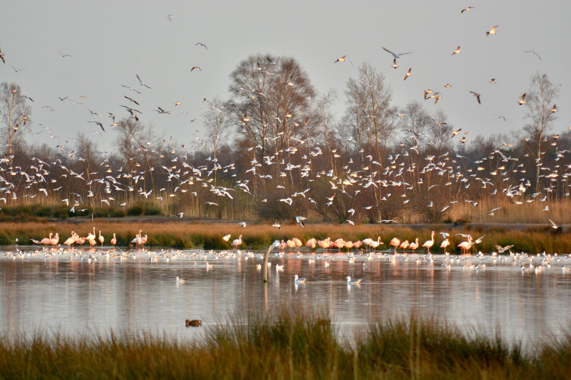 Flamingos im Zwillbrocker Venn