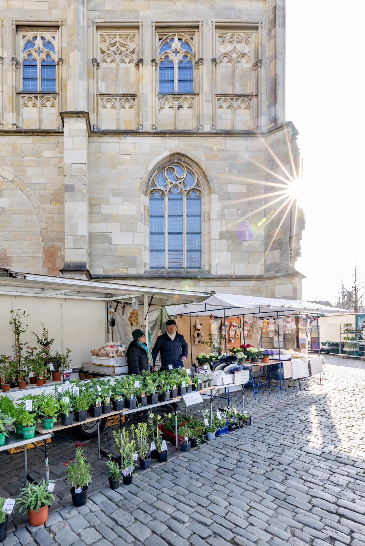 Pflanzenstand auf dem Wochenmarkt Münster