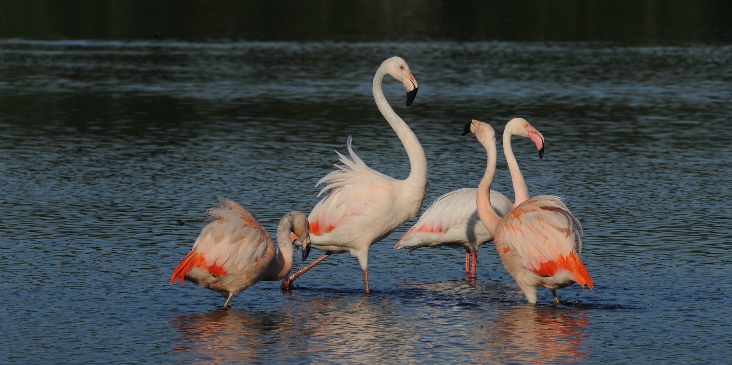 Flamingos im Zwillbrocker Venn