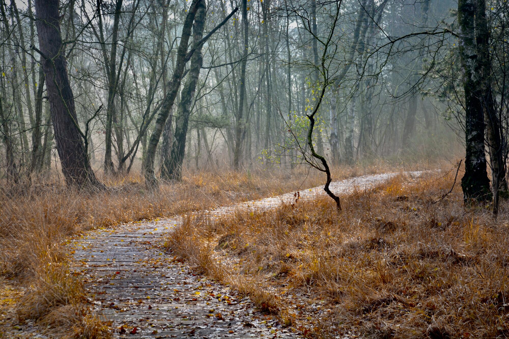 Wege durch das Venner Moor