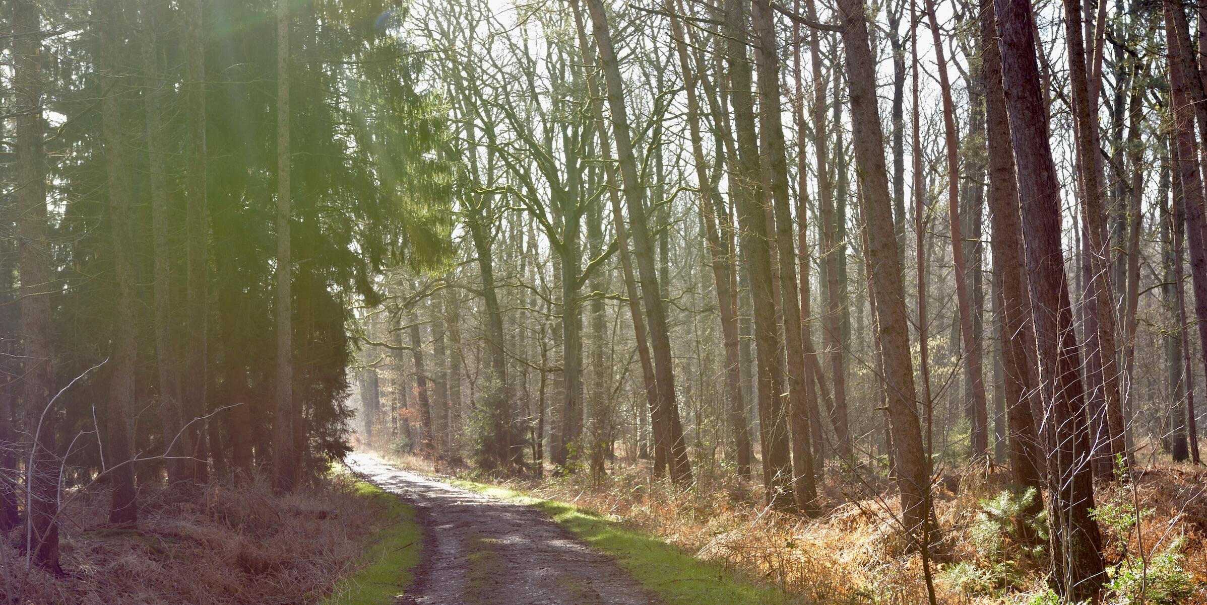 Waldweg in Münster